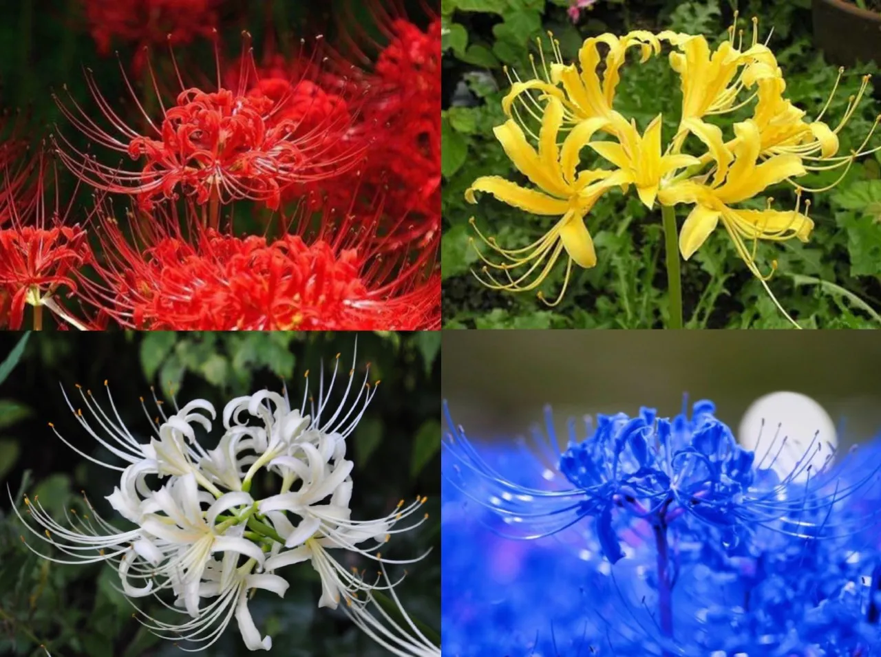 tren-hoa-bi-ngan-hot-ran-ran-mxh-bat-nguon-tu-dau-netizen-to-mo-danh-tinh-nguoi-khoi-mau-trao-luu-nay (31)