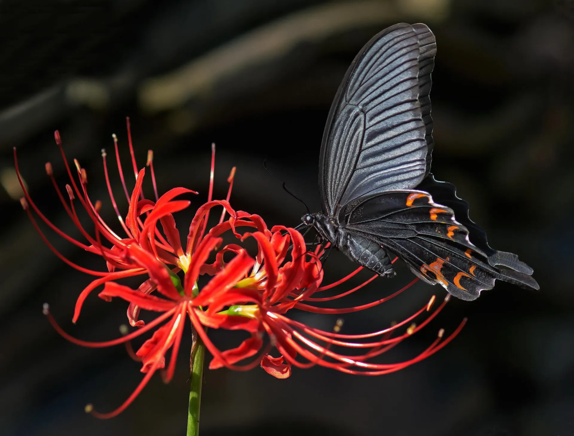 tren-hoa-bi-ngan-hot-ran-ran-mxh-bat-nguon-tu-dau-netizen-to-mo-danh-tinh-nguoi-khoi-mau-trao-luu-nay (311)