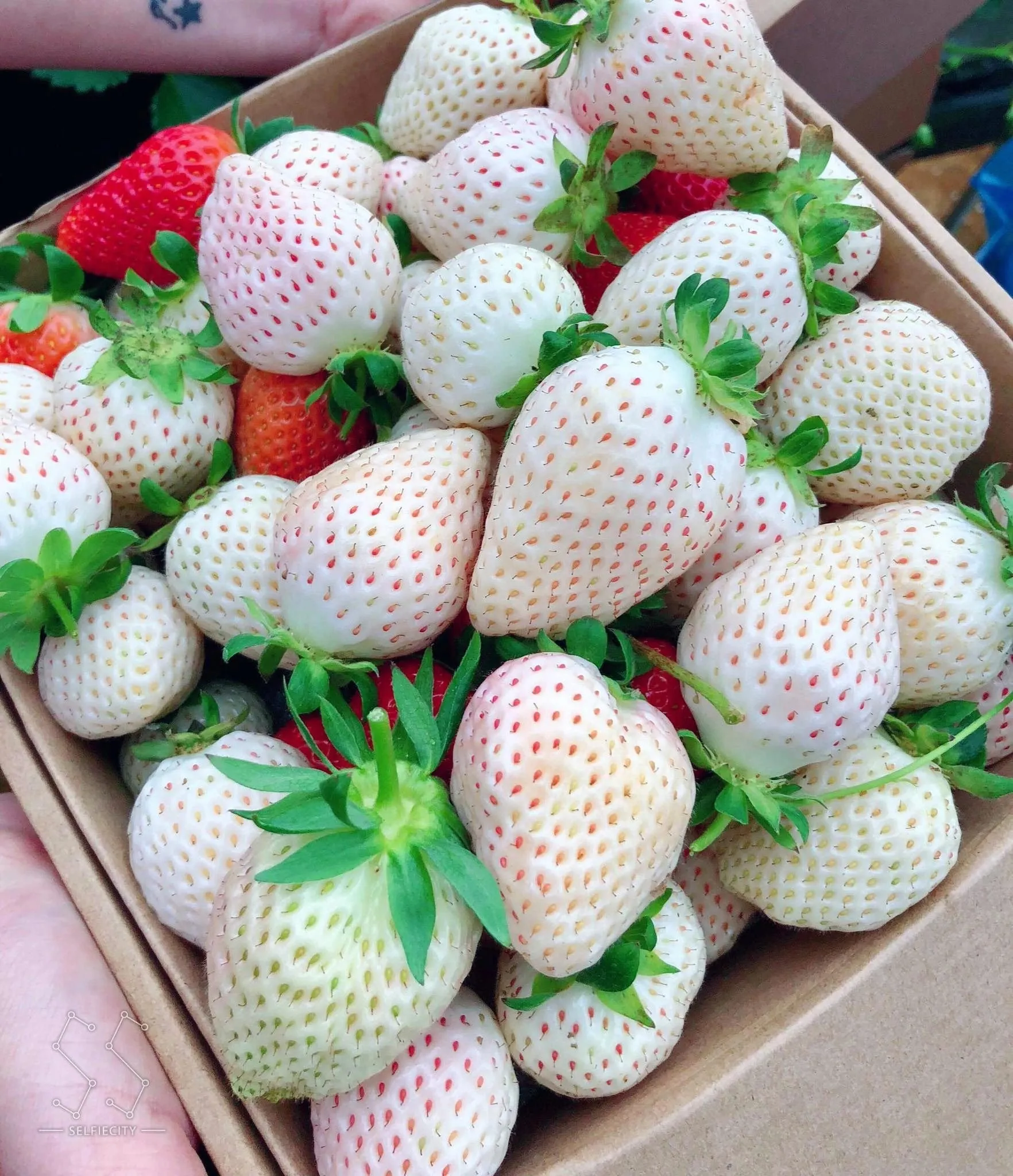 4-loai-qua-dat-den-kho-tin-90%-nguoi-dan-chua-bao-gio-an-duoc-mot-qua-co-gia-ngang-xe-mercedes-2-ty-dong (201)