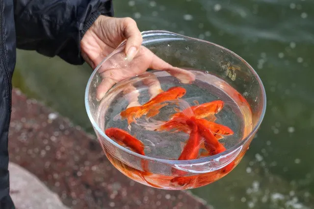 cung-ong-cong-ong-tao-nen-dung-ca-chep-nao-moi-dung-ca-chin-ca-song-hay-ca-chep-giay-mua-bao-nhieu-con (4)