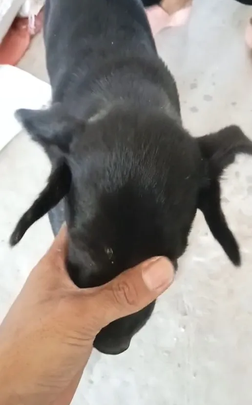 doc-la-chu-cho-co-tan-4-cai-tay-gay-xon-xao-vi-ve-ngoai-cuc-hiem-dan-tinh-tranh-nhau-hoi-mua-bang-duoc (1)