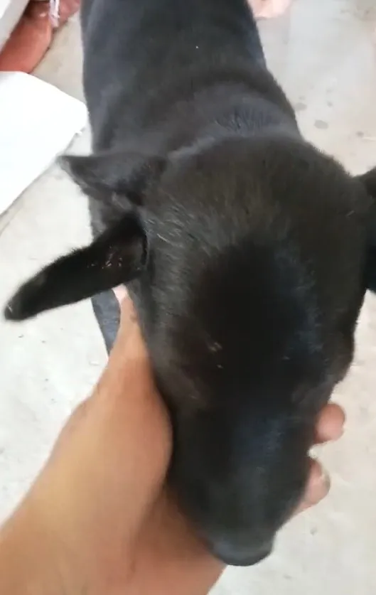 doc-la-chu-cho-co-tan-4-cai-tay-gay-xon-xao-vi-ve-ngoai-cuc-hiem-dan-tinh-tranh-nhau-hoi-mua-bang-duoc (2)