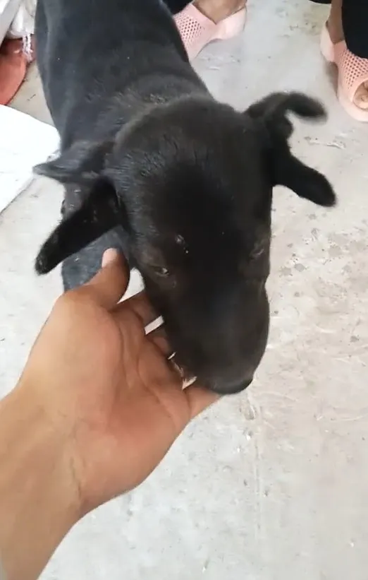 doc-la-chu-cho-co-tan-4-cai-tay-gay-xon-xao-vi-ve-ngoai-cuc-hiem-dan-tinh-tranh-nhau-hoi-mua-bang-duoc (3)