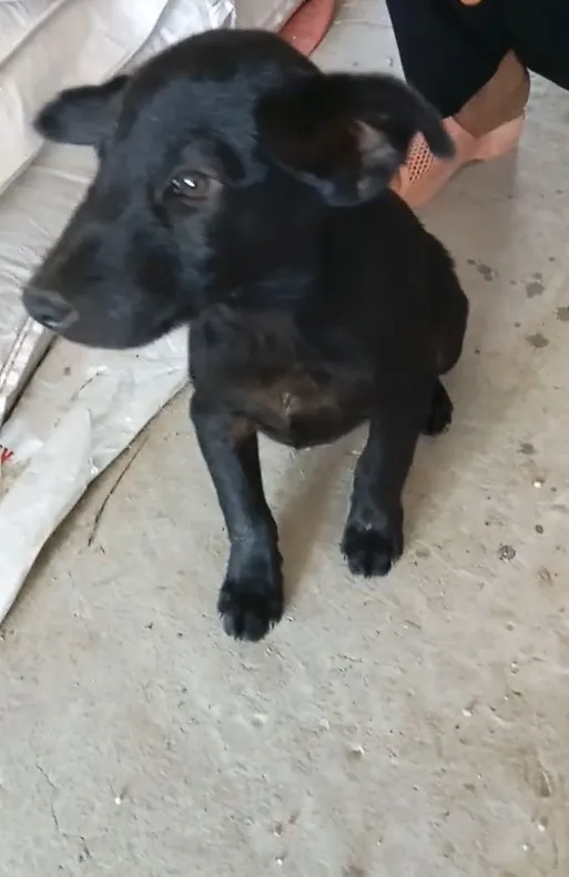 doc-la-chu-cho-co-tan-4-cai-tay-gay-xon-xao-vi-ve-ngoai-cuc-hiem-dan-tinh-tranh-nhau-hoi-mua-bang-duoc (5)