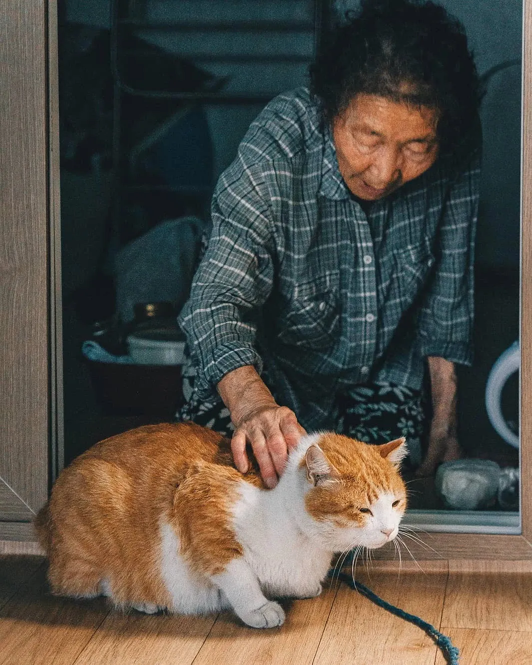 buon-long-vi-3-dua-con-bo-roi-cu-ba-quyet-dinh-de-lai-68-ty-dong-cho-thu-cung-sau-khi-qua-doi (4)