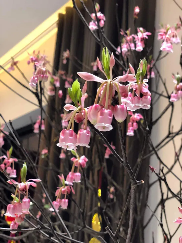 loai-hoa-duoc-san-lung-de-choi-tet-cay-no-bung-dung-dip-le-100%-khong-can-tuot-la-bam-canh-de-ra-hoa (4)