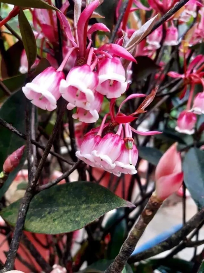 loai-hoa-duoc-san-lung-de-choi-tet-cay-no-bung-dung-dip-le-100%-khong-can-tuot-la-bam-canh-de-ra-hoa (5)