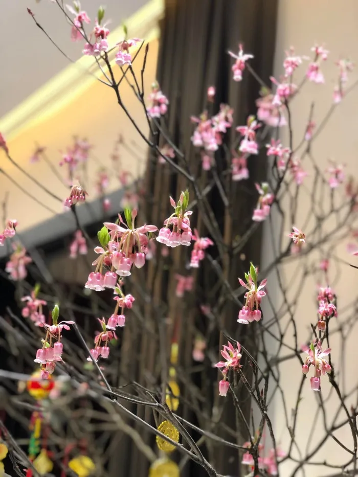 loai-hoa-duoc-san-lung-de-choi-tet-cay-no-bung-dung-dip-le-100%-khong-can-tuot-la-bam-canh-de-ra-hoa (6)