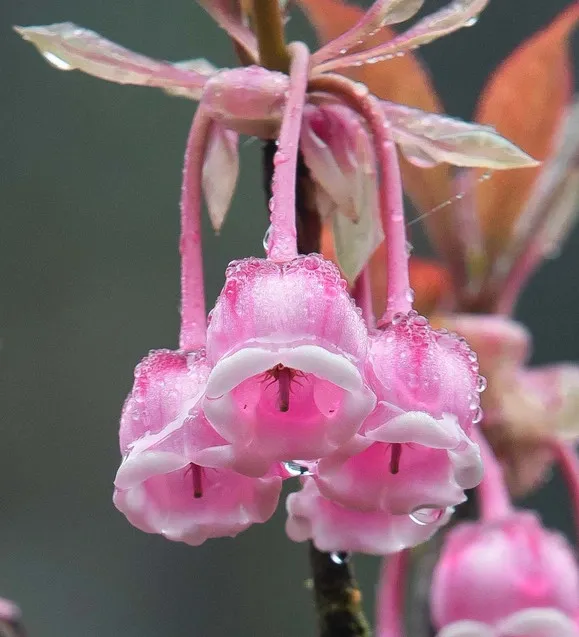 loai-hoa-duoc-san-lung-de-choi-tet-cay-no-bung-dung-dip-le-100%-khong-can-tuot-la-bam-canh-de-ra-hoa (7)