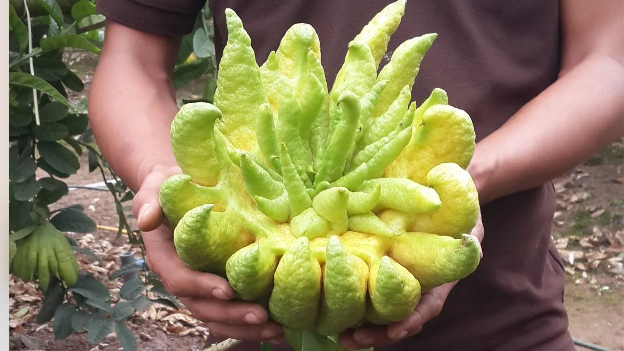 trai-phat-thu-duoc-nhieu-nguoi-chon-trung-trong-dip-tet-cach-chon-phat-thu-va-meo-giu-phat-thu-tuoi-lau-it-nguoi-biet (3)