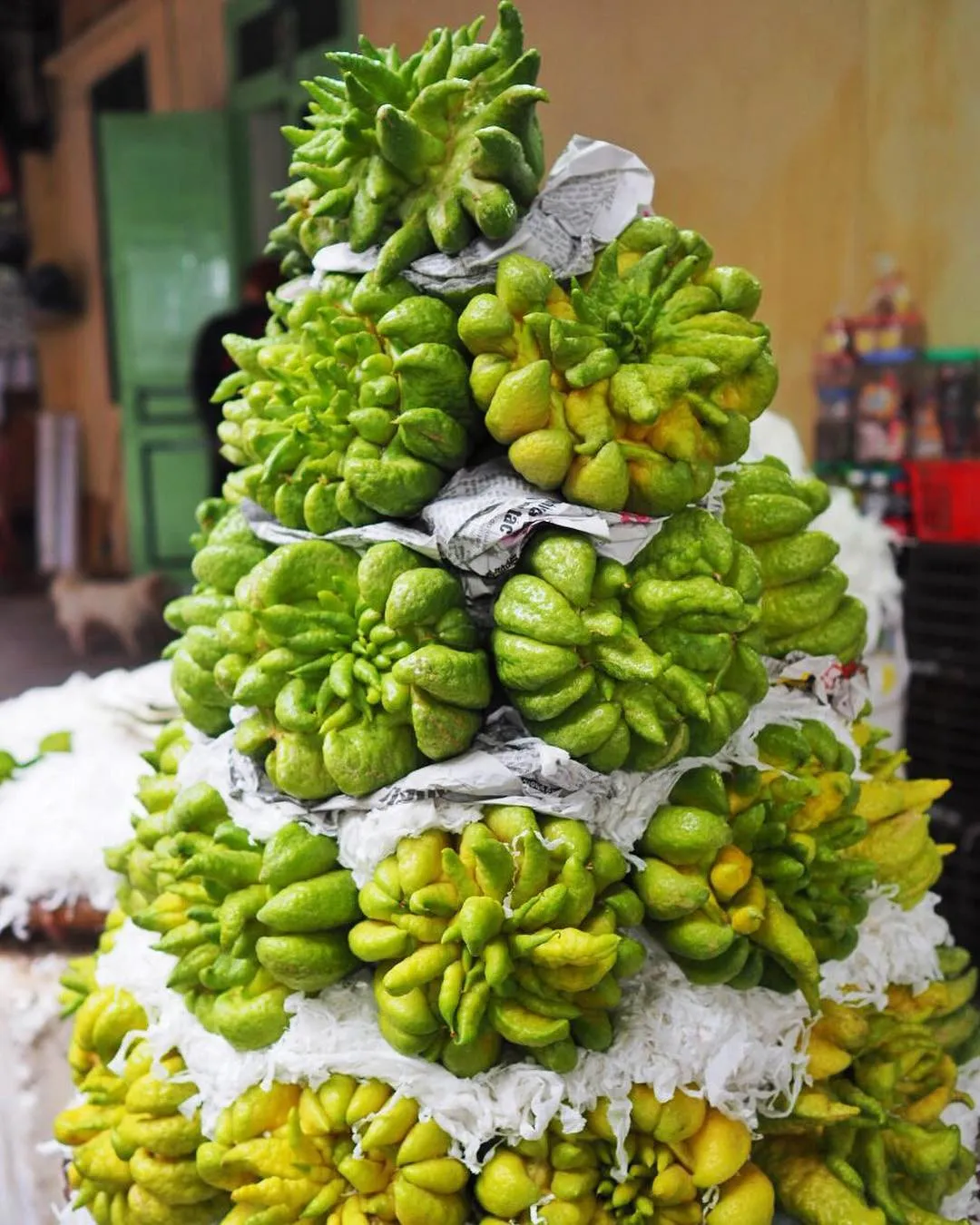 trai-phat-thu-duoc-nhieu-nguoi-chon-trung-trong-dip-tet-cach-chon-phat-thu-va-meo-giu-phat-thu-tuoi-lau-it-nguoi-biet (4)