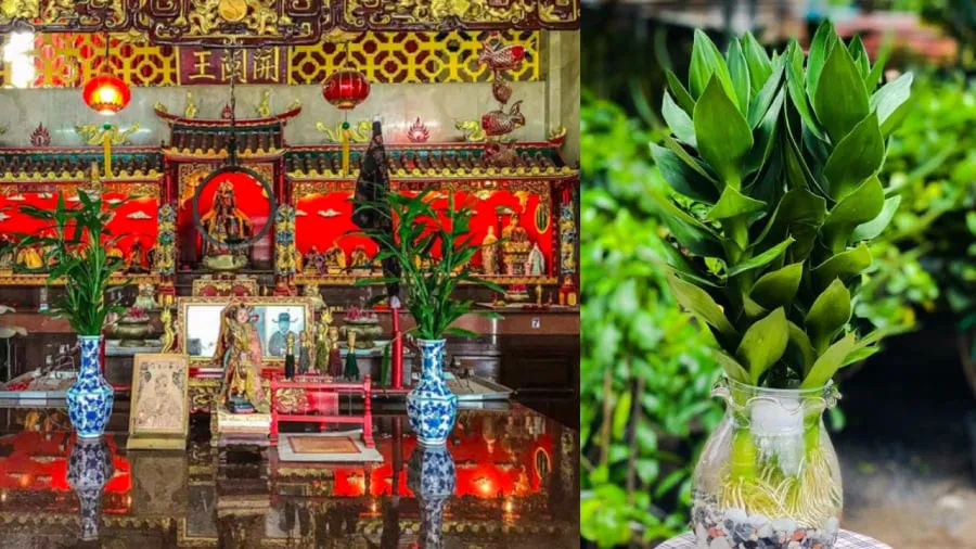 dung-3-mung-tet-ban-tho-xuat-hien-3-dau-hieu-nay-gia-chu-lam-an-phat-dat-loc-la-ca-nam (11)