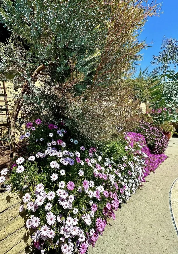 can-canh-biet-thu-o-troi-tay-cua-phu-ba-phim-mai-hoanh-trang-nhu-resort-gio-may-la-co-anh-song-ao (7)