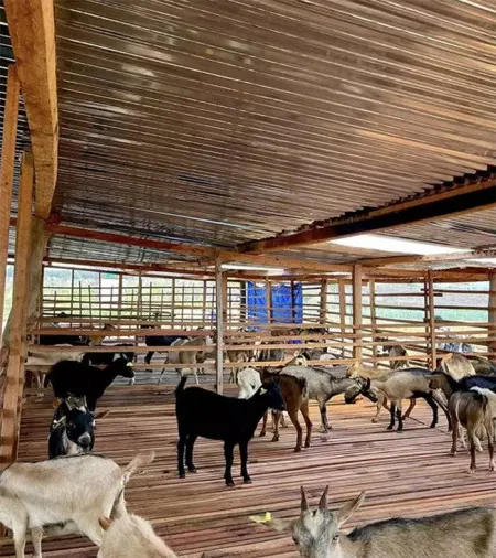 quang-linh-vlog-nha-tin-du-nguy-co-mat-trang-chuc-ty-dong (5)