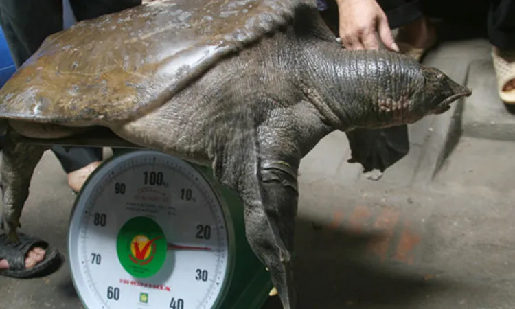 cau-hoi-hoc-bua-duong-len-dinh-olympia-gay-ban-tan-con-gi-chan-vit-thit-ga-da-trau-dau-ran (3)