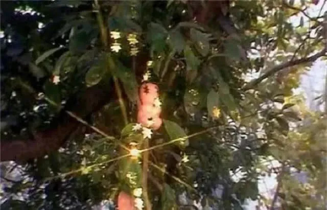 su-that-rung-minh-ve-cay-nhan-sam-hinh-dua-tre-trong-tay-du-ky (3)