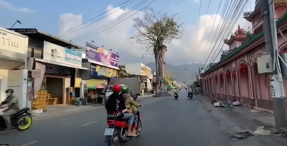 cay-co-thu-hon-300-tuoi-dung-chan-giua-duong-nhung-khong-ai-dam-chat (1)