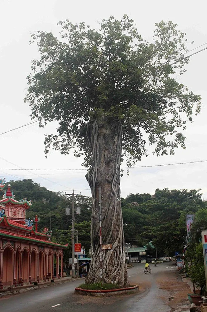 cay-co-thu-hon-300-tuoi-dung-chan-giua-duong-nhung-khong-ai-dam-chat (5)