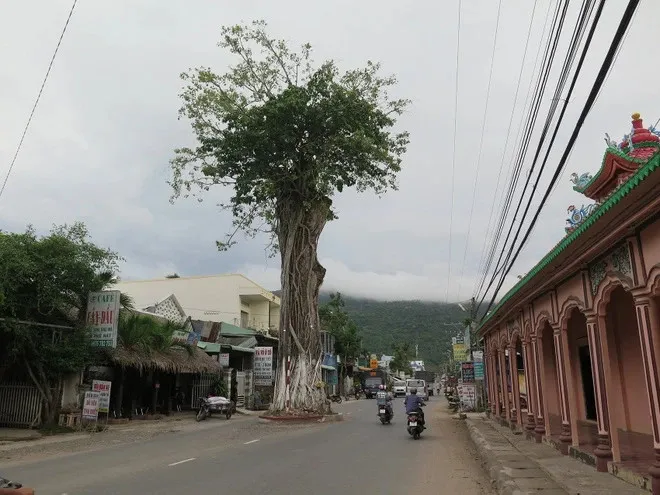 cay-co-thu-hon-300-tuoi-dung-chan-giua-duong-nhung-khong-ai-dam-chat (7)