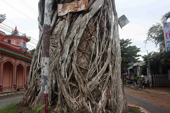 cay-co-thu-hon-300-tuoi-dung-chan-giua-duong-nhung-khong-ai-dam-chat (8)