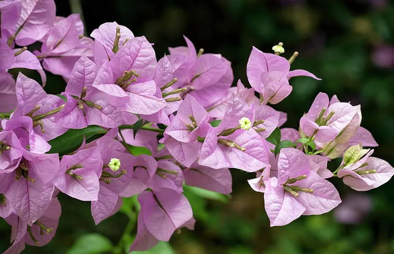 su-that-mau-sac-hoa-giay-100%-nguoi-viet-nham-lan-hoa-ra-chi-duy-nhat-1-mau (14)