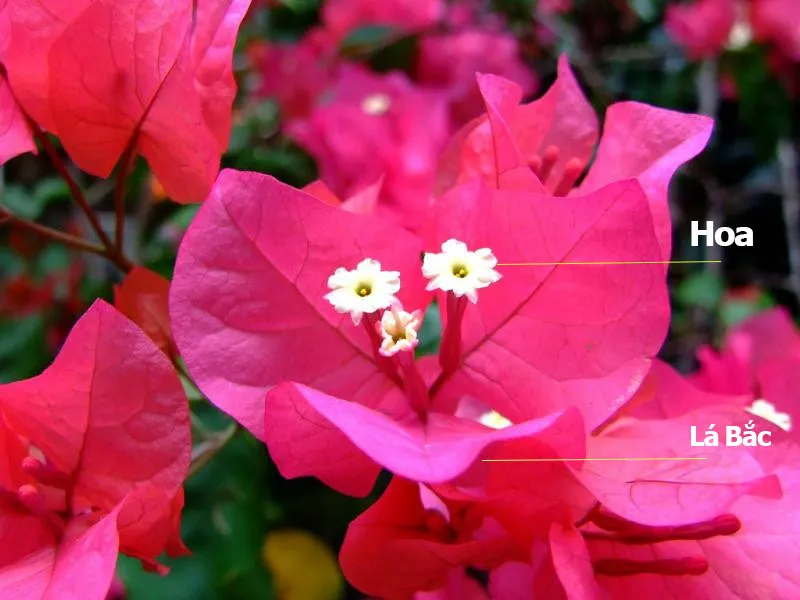 su-that-mau-sac-hoa-giay-100%-nguoi-viet-nham-lan-hoa-ra-chi-duy-nhat-1-mau (2)