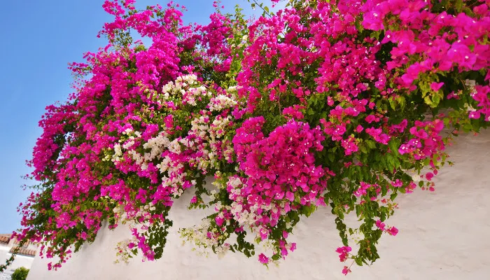 su-that-mau-sac-hoa-giay-100%-nguoi-viet-nham-lan-hoa-ra-chi-duy-nhat-1-mau (6)