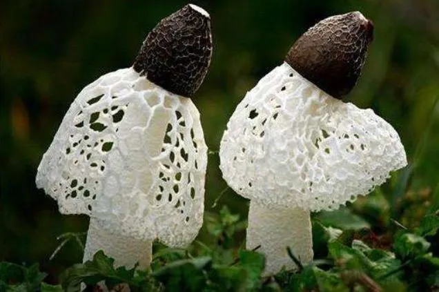 Trung-Quoc-san-lung-loai-nam-chi-ton-tai-10-tieng-co-o-Viet-Nam-gia-tien-trieu-mot-can