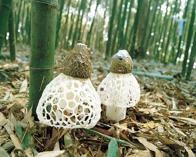 Trung-Quoc-san-lung-loai-nam-chi-ton-tai-10-tieng-o-Viet-Nam-gia-tien-trieu-mot-can