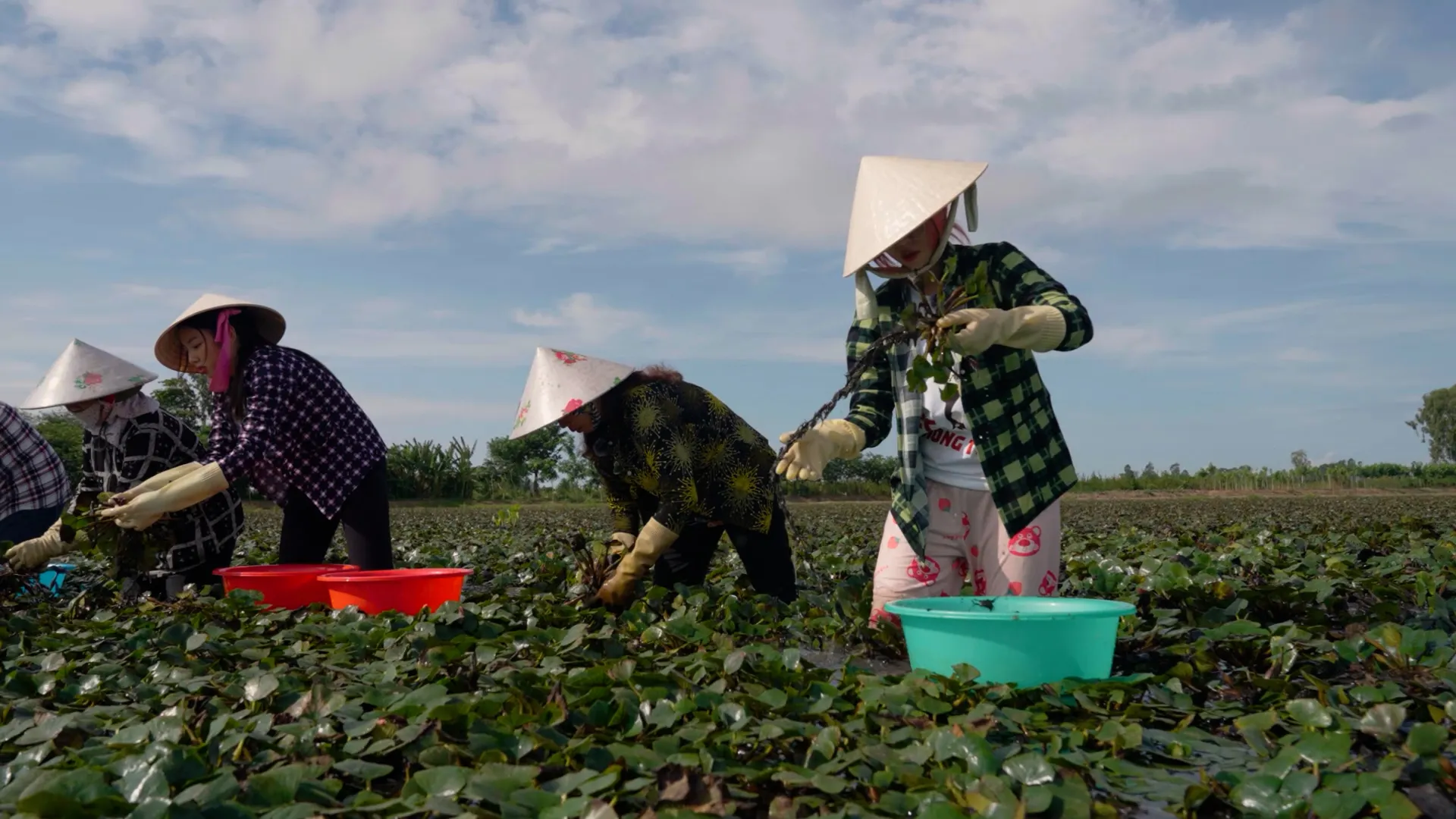 thuy-tien-cuop-hit-cua-duc-phuc-the-hien-ngay-tren-ruong-au14