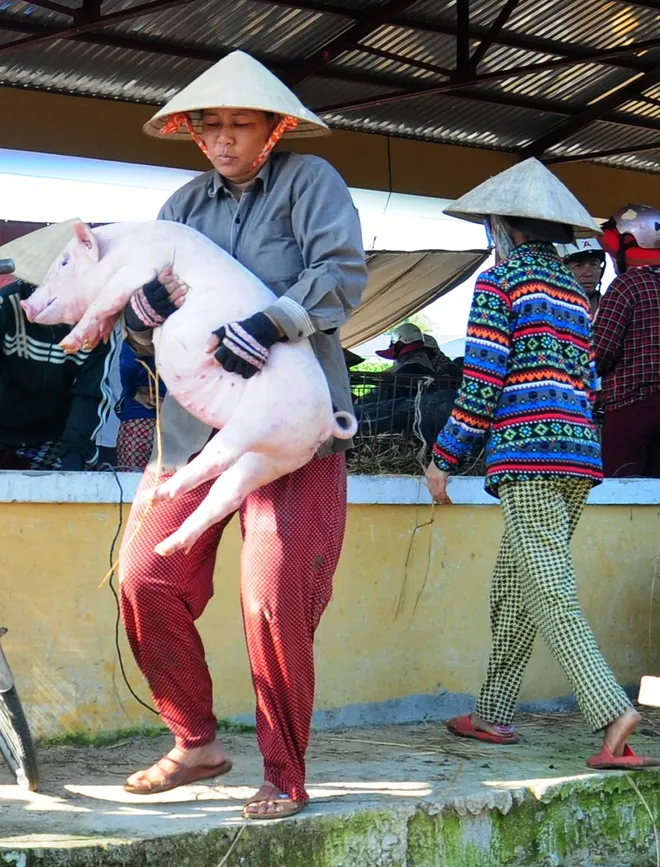 1312_Anh_6_Cho_bong_heo