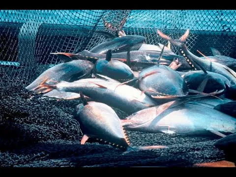 vi-sao-cac-thuy-thu-quyet-khong-an-ca-duoc-bat-duoi-bien (3)