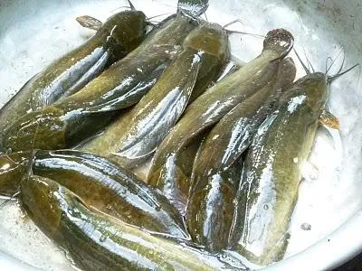 an-thanh-ky-la-trong-can-biet-thu-bi-am (1)