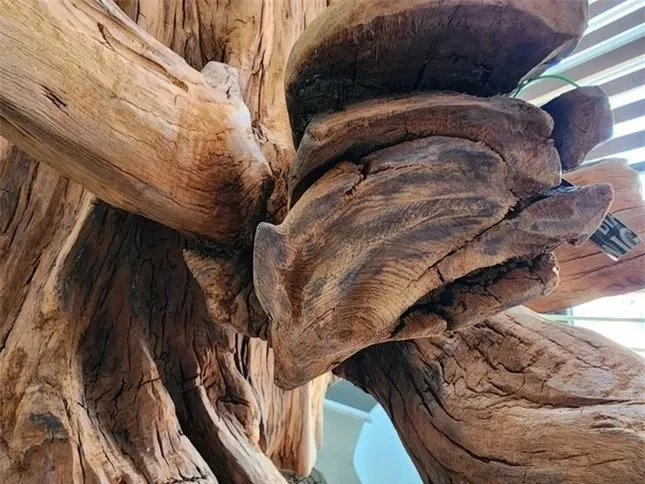 nguoi-dan-ong-vot-duoc-go-hiem (2)