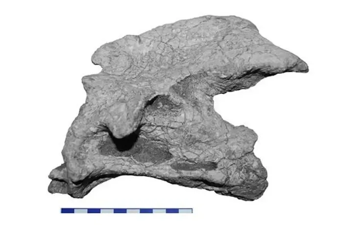 nguoi-nong-dan-nhat-duoc-da (4)