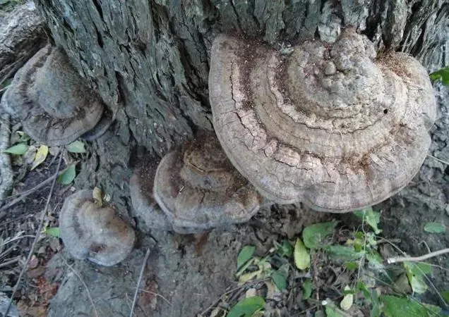 nhat-duoc-mon-do-ky-la-tuong-bao-vat (2)