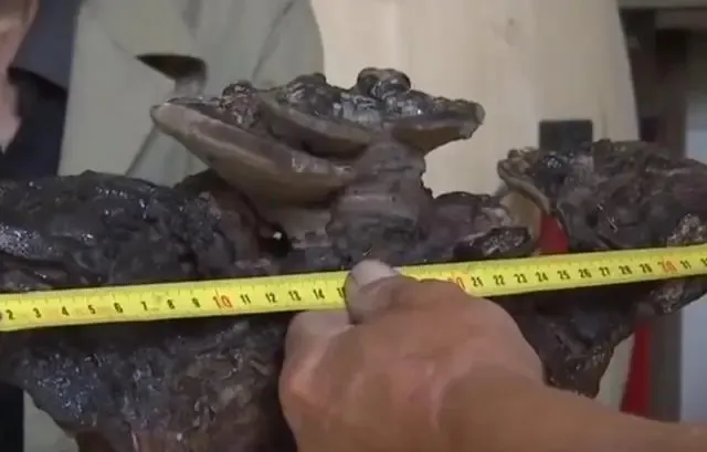 nhat-duoc-mon-do-ky-la-tuong-bao-vat (3)