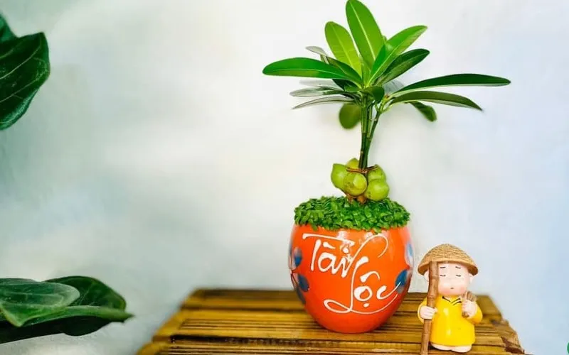 nhung-min-do-nen-mua-dau-nam-moi (1)