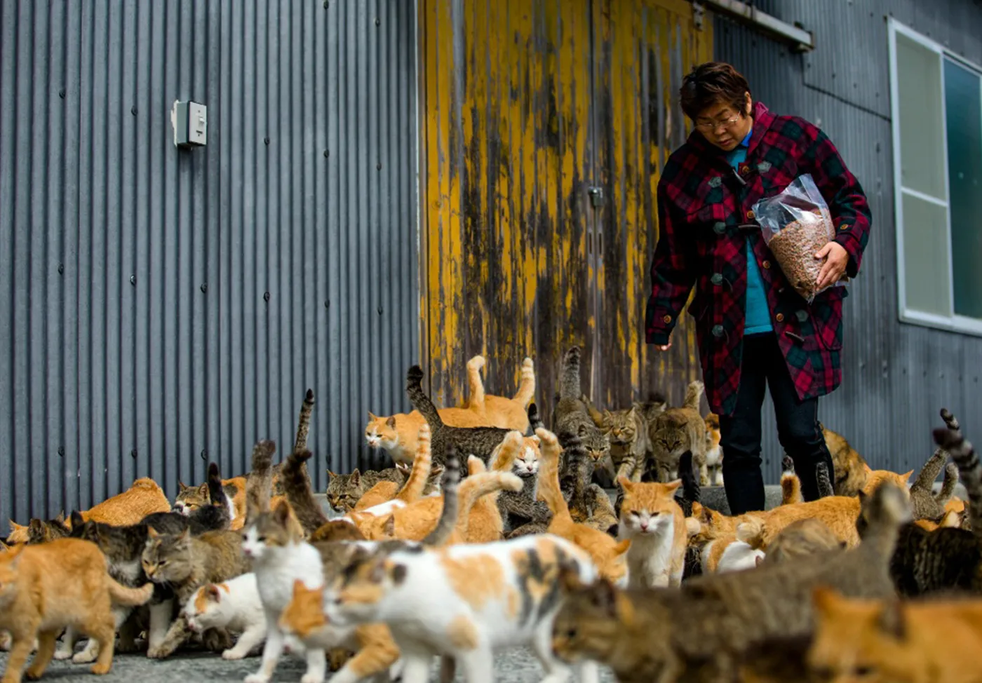 dao-meo-o-nhat-ban-1