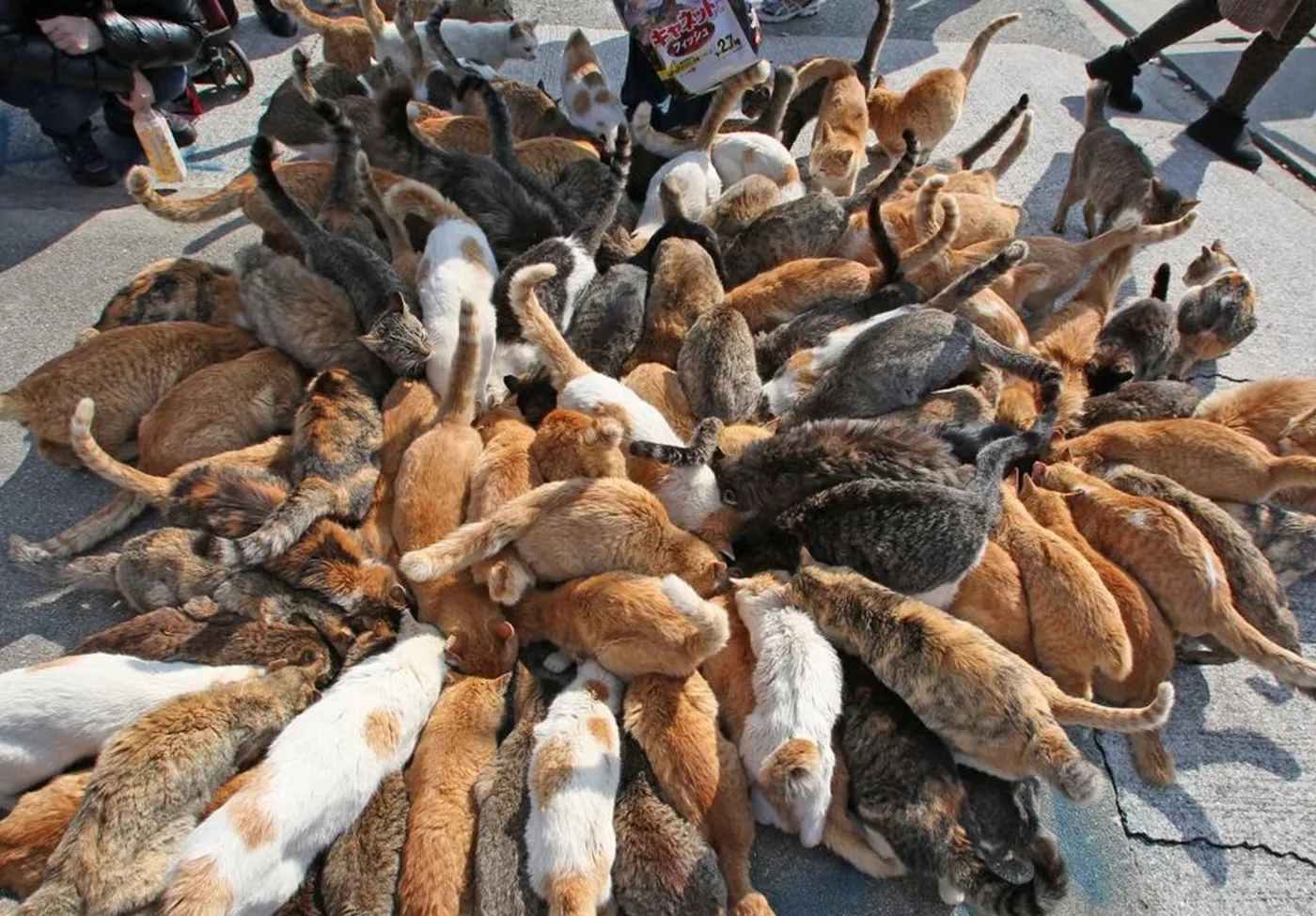 dao-meo-o-nhat-ban-2