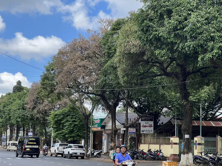 hoa-sua-bi-tiem-thuoc-doc