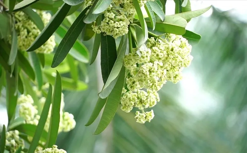 hoa-sua-bi-tiem-thuoc-doc-2