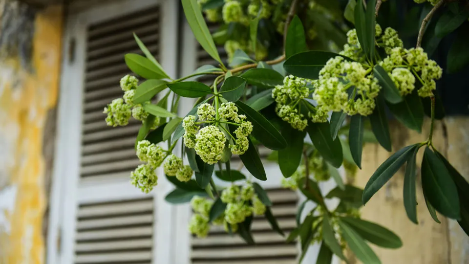 hoa-sua-bi-tiem-thuoc-doc-3