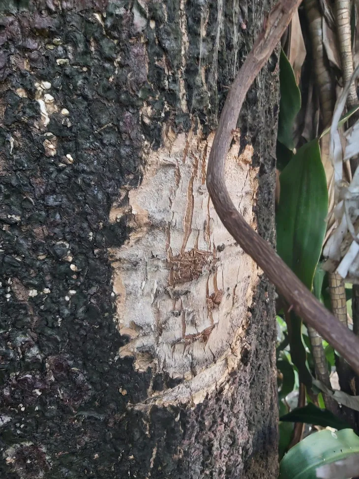 hoa-sua-bi-tiem-thuoc-doc-5