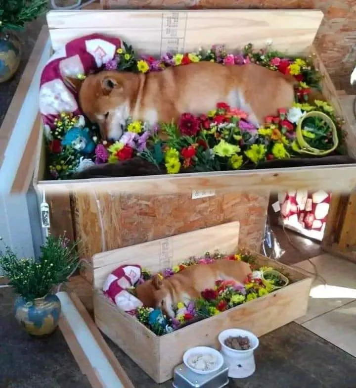 chu-cho-cheems-qua-doi-o-tuoi-12-khien-nhieu-nguoi-tiec-thuong-3