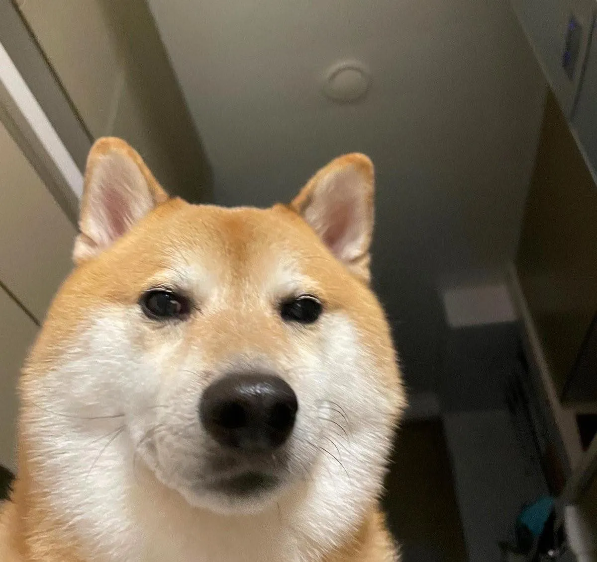 chu-cho-cheems-qua-doi-o-tuoi-12-khien-nhieu-nguoi-tiec-thuong-4