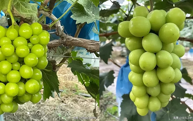 nho-mau-don-trung-quoc-co-du-luong-thuoc-tru-sau-thuc-hu-ra-sao-1