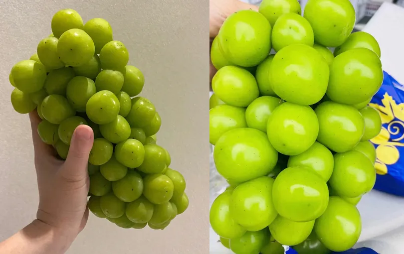 nho-mau-don-trung-quoc-co-du-luong-thuoc-tru-sau-thuc-hu-ra-sao