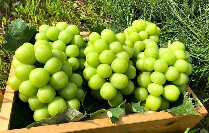 nho-mau-don-trung-quoc-co-du-luong-thuoc-tru-sau-thuc-hu-ra-sao-3