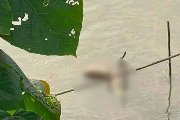 nghi-pham-sat-hai-a-khoi-vi-no-50-trieu-dong